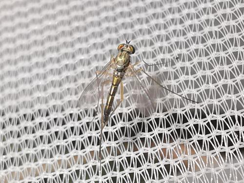 Sciapus sp.
